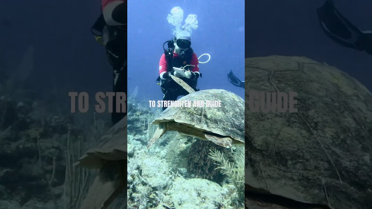 Come with us - Turtle identification dive