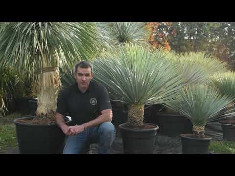 Vidéo: Blue Yucca Info : Conseils pour l'entretien du yucca bleu dans le jardin