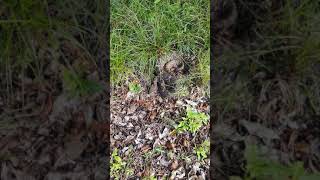 Do Rattlesnakes Chase People? #SHORTS @wakefieldwildlife