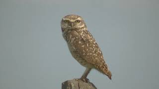 Algunas aves de los alrededores de Progreso 1º parte