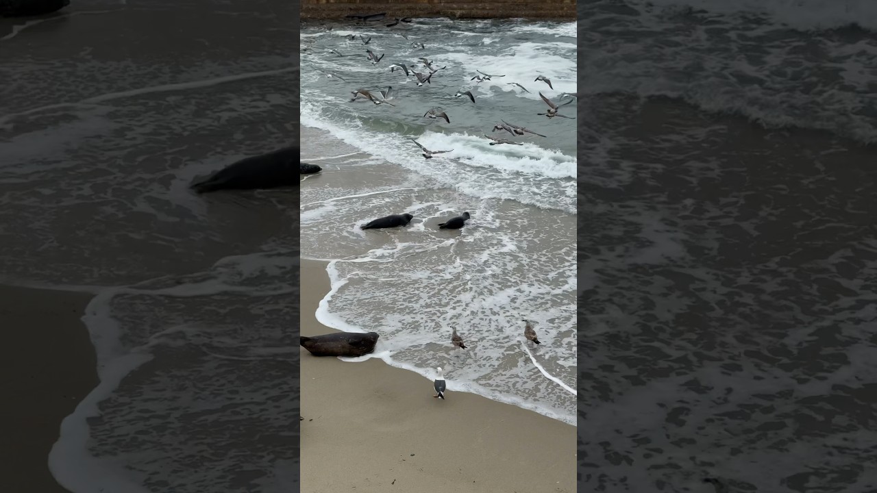 🦭 Seals + Waves at Children’s Pool (La Jolla) 🌊 #sandiego #travel #nature #animals #beach #vibes