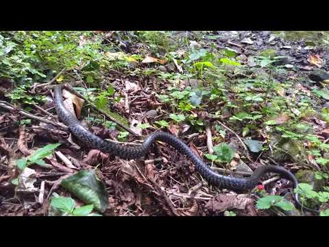 ესკულაპის მცურავი ( Zamenis longissimus )