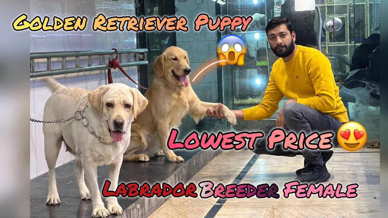 Lowest Price😱|| Golden Retriever Puppy🐶 || Labrador Breeder Femal❤️|| 