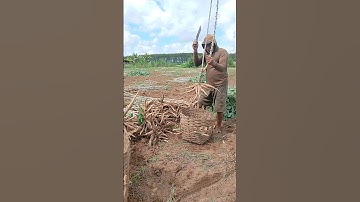 Cara Panen Singkong#shorts #bertani #singkong #farming #dharmayasaberkarya