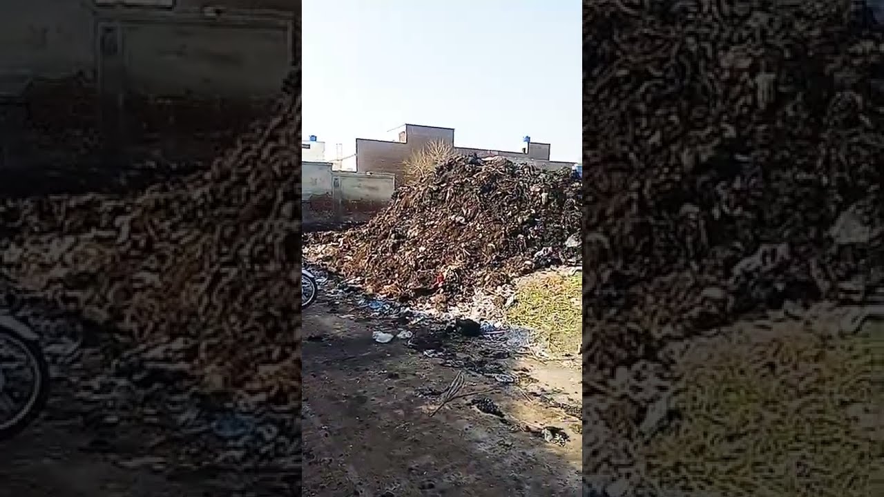 Lion So Check Cleanliness Of Habits Shorts