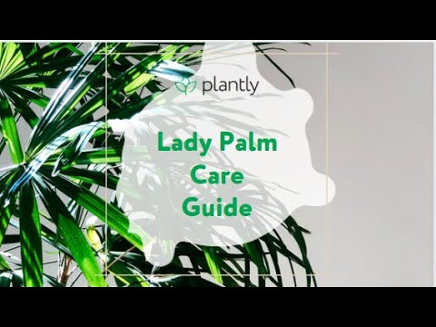 Lady Palm Care Guide