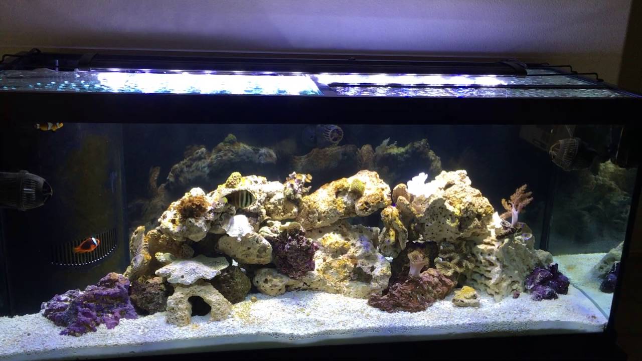 75 gallon reef tank set up - YouTube