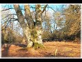 A New Forest woodland on a frosty morning