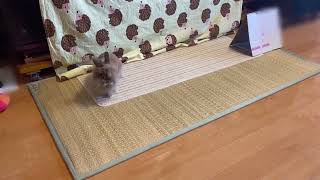 ペット（ライオンラビット）パート12022 5 - YouTube