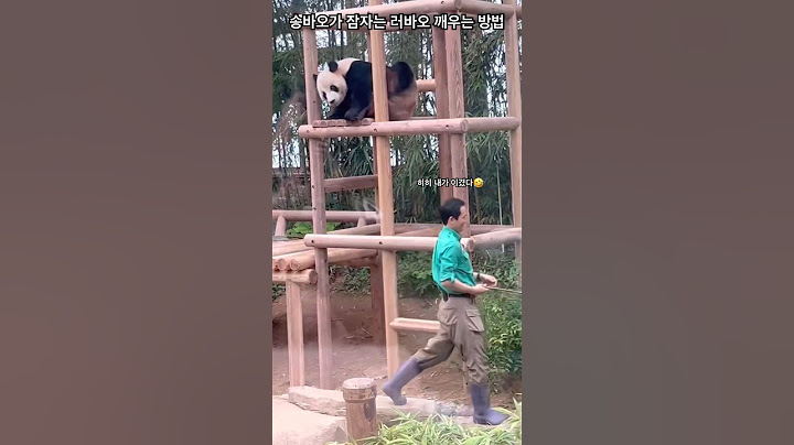 20240705 송바오가 잠자는 러바오 깨우는 방법 #판다월드 #러바오 #러부지 #송바오