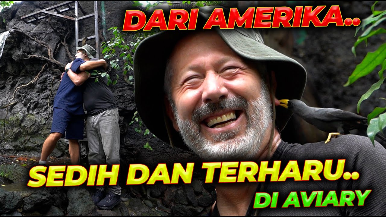 JAUH-JAUH DARI SAN DIEGO AMERIKA  CUMA MAU LIAT SAPI TERKECIL DI INDONESIA..!!