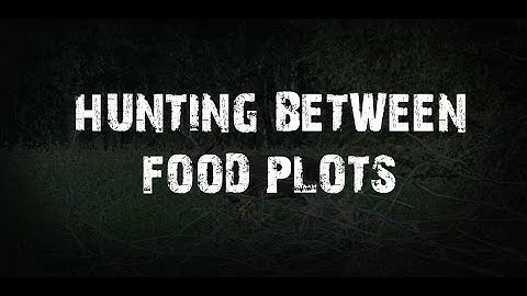 Hunting Between Food Plots