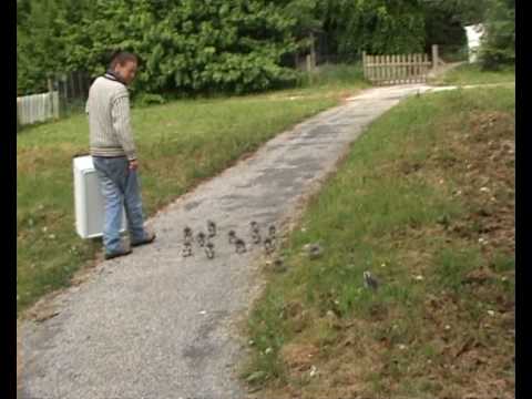 Barnacle Goose gosling experiment NL