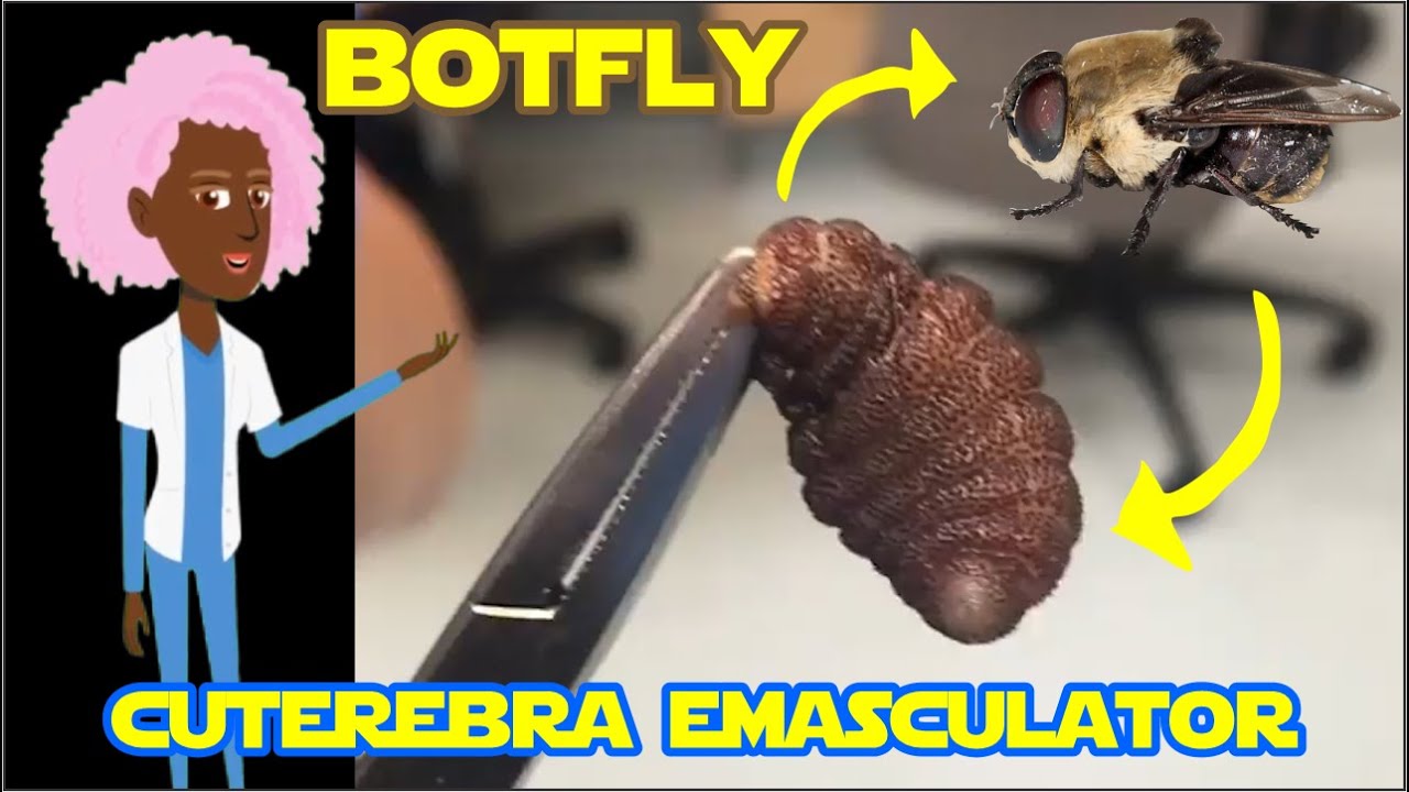 🔥 Bot fly removal from the nose of a cat : Parasitology
