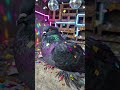Ai ,#Shorts#YouTubeShorts#Viral#Trending#ViralShorts#ShortsFeed