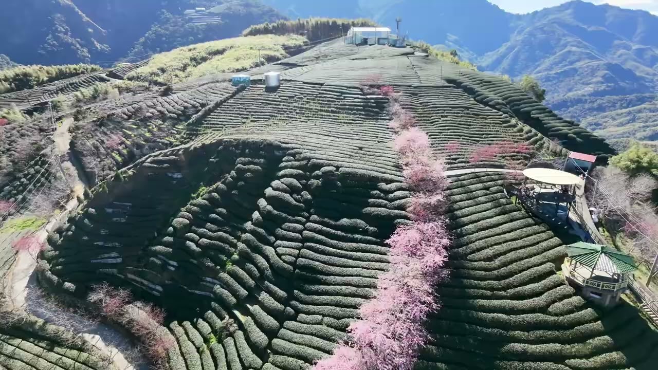 南投竹山八卦茶園
