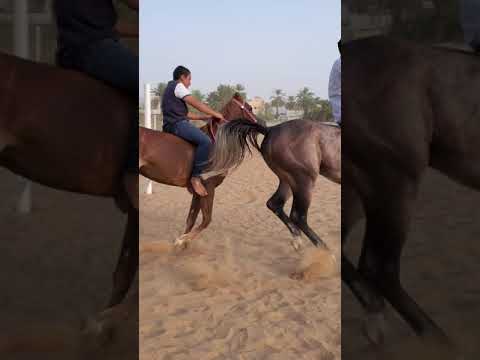 جانب من توسيعه بسطه بين الجواد نجم ساهر والفرس الجوهره