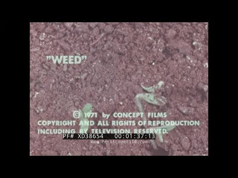 “ WEED: THE STORY OF MARIJUANA ” 1971 CLASSROOM ANTI-DRUG USE & ABUSE SCARE FILM XD38654