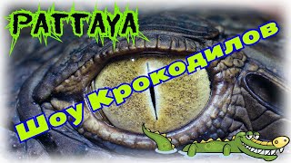 Шоу Крокодилов Паттайя Таиланд Шоу Крокодилов Паттайя Таиланд