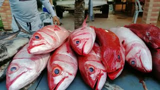 Jigging Cagayancillo Part 1 Ruby Snapper