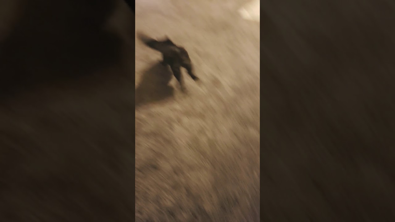 Is my cat secretly a dog?? YouTube