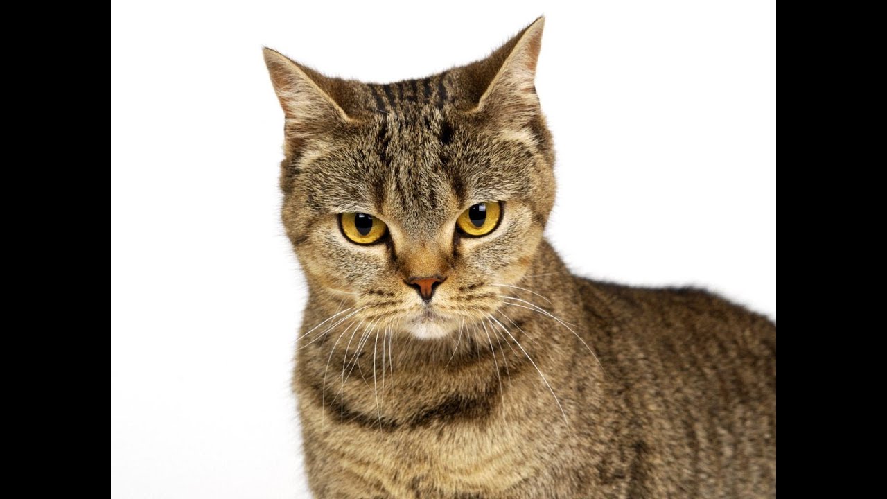 Кот на белом фоне