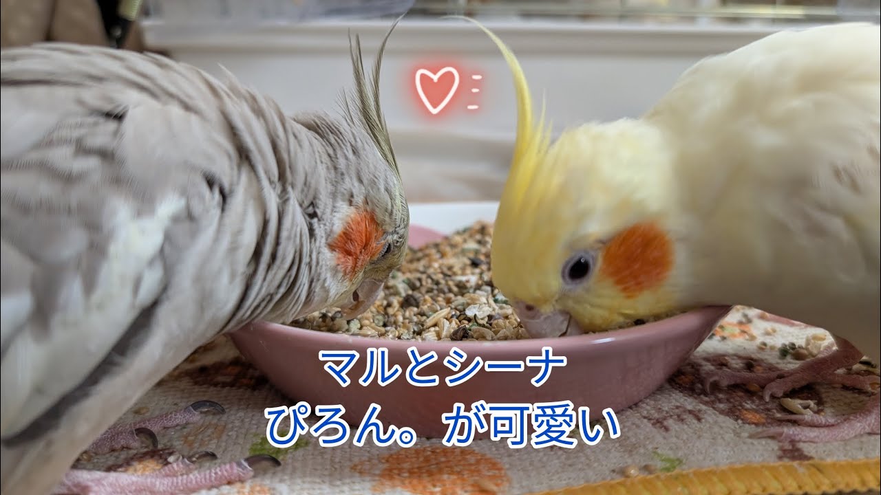 マルしな日和  #オカメインコ 