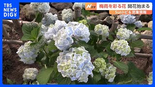梅雨を彩る「紫陽花（あじさい）」の開花はじまる【SUNトピ】｜TBS NEWS DIG