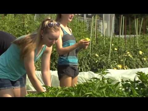 Hamilton Victory Gardens Youtube