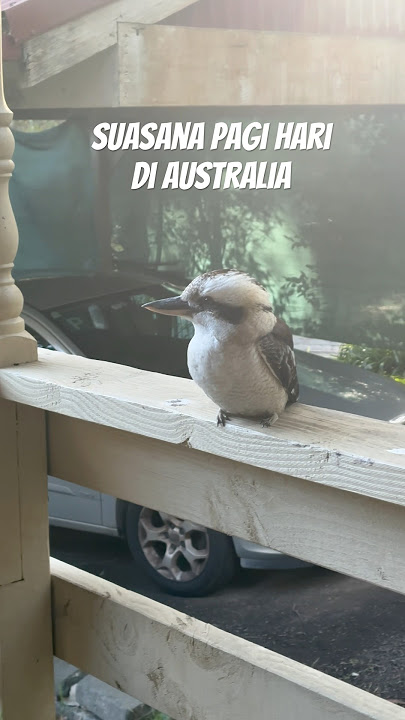 Seperti ini suasana pagi hari di Australia, dibangunin sama burung liar #australia #shorts #fyp