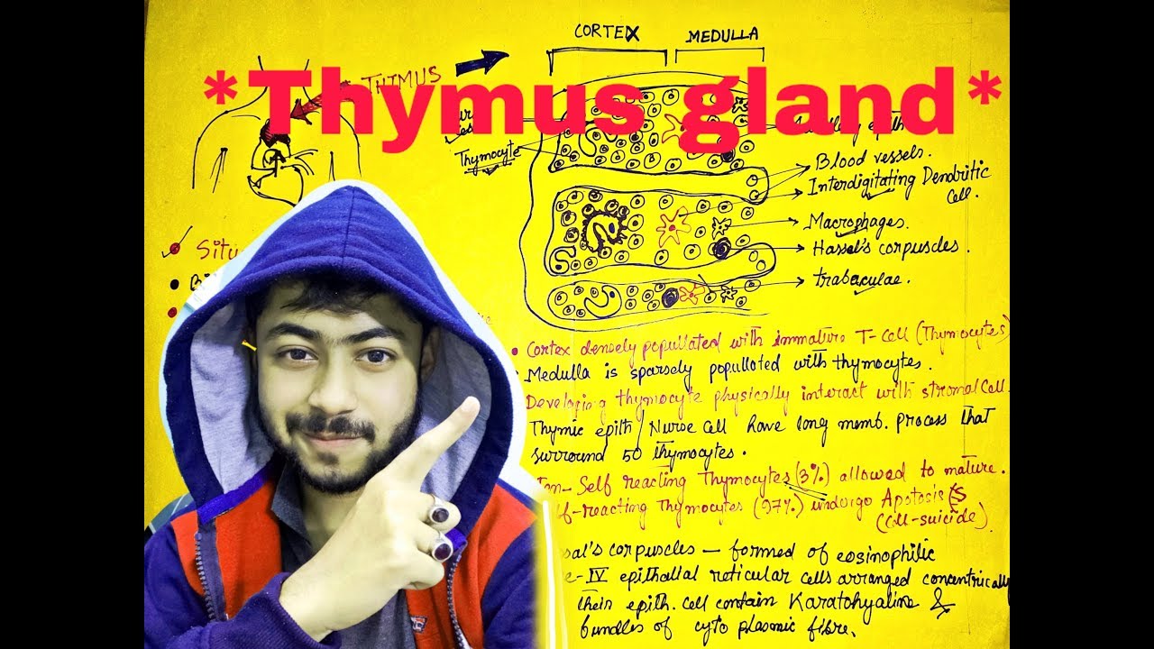 thymus thymus gland in hindi thymus gland anatomy histology of thymus hassal's
