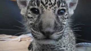 Sleepy Baby Jaguar (Cub) Wakes With A Dry Mouth