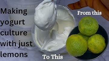 making yogurt culture at home | using lemons