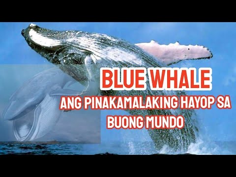 Video: Ang pinakamalaking hayop sa planeta: mga blue whale