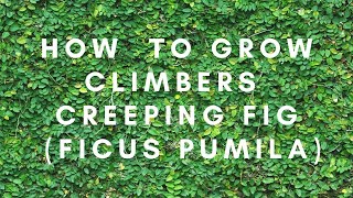 Decorating the outer walls of your home with ficus pumila