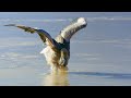 Flamingo Chicks Trapped in Frozen Lake | Eden: Untamed Planet | BBC Earth