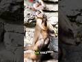 This Monkey Uses Tools Like a Tiny Human 🐒. #documentary#usashorts#viral
