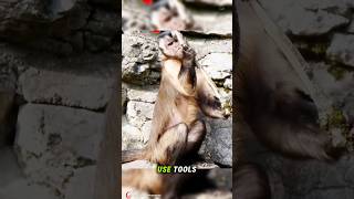 This Monkey Uses Tools Like a Tiny Human 🐒. #documentary#usashorts#viral