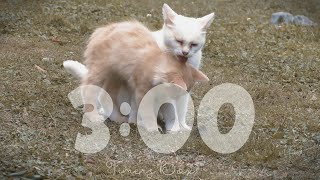 3 Minute Timer ⏲️ Cute Cat 🐱 Silent Countdown ⏰ with Alarm 🚨 Teachers 👩‍🏫 Kids 👦 Class 🏫 School 🎒
