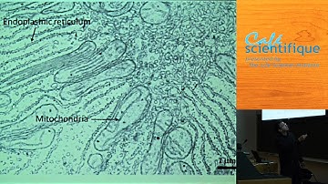 Seeing is Believing Series -- Super-resolution Microscopy: Breaking the Diffraction Barrier - Part 2