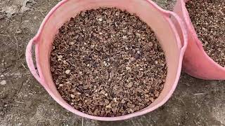 Black walnut processing - material before and after cracking.￼