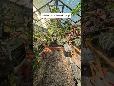 Avocado tree growing in a greenhouse