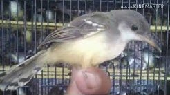 Suara ciblek anakan untuk pikat/pancingan  - Durasi: 1:01. 