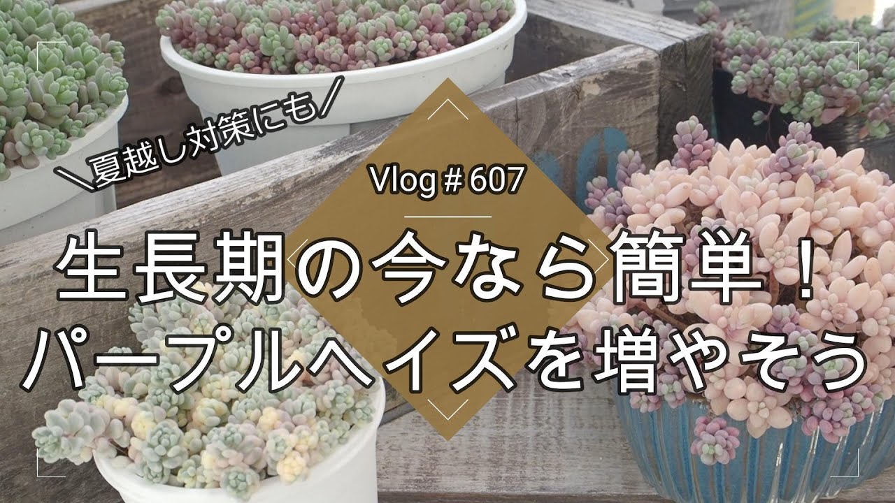 【Vlog607】【多肉植物】生長期の今なら簡単💜パープルヘイズを増やそう【夏越し対策】【つぶつぶ多肉】【アイシクルミント】
