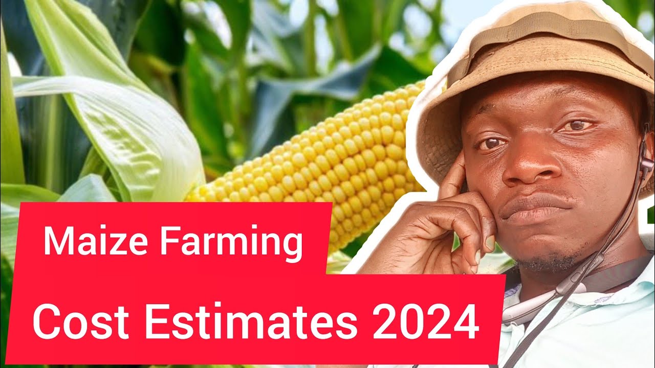 🔴 New Maize Farming Season 2024: Estimate Of Cost Of Maize Farming