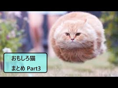 面白 猫 おもしろ猫動画まとめ 3 かわいい Youtube