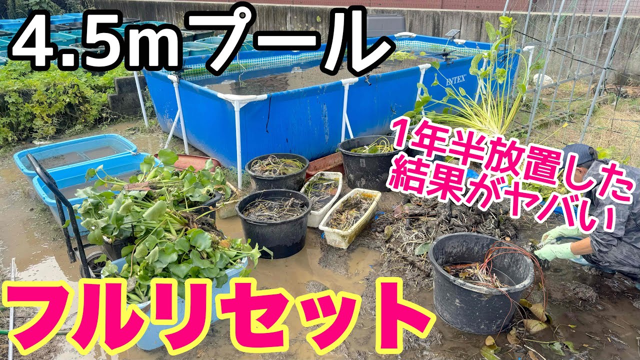 1年半ぶりに4.5mプールフルリセット①メダカ、金魚、睡蓮入れて1年半