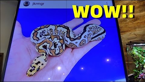 PIC OF THE WEEK! Crazy Ball Python Combos!!