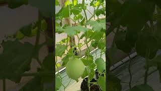 Channel Youtube " MAU TAU AJA" GreenHouse Melon BPA Pagedangan.GH01 Varietas Intanon masa tanam 40 h