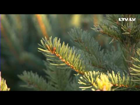 Video: Kā Izvēlēties Dzīvo Ziemassvētku Eglīti Jaunajam Gadam